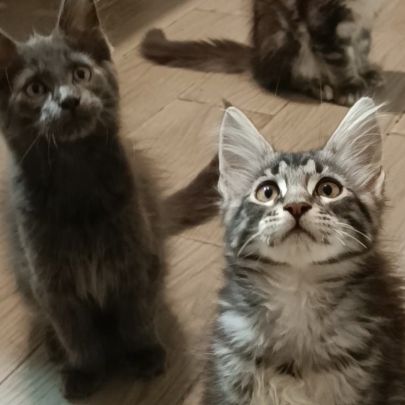 4 superbes maine coon