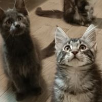 4 superbes maine coon