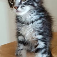 Reste un male maine coon #3