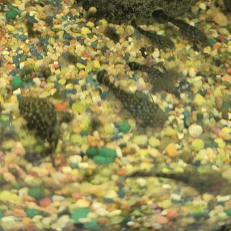 Ancistrus gold ou noir #1