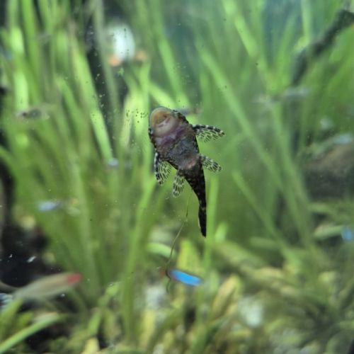 Ancistrus gold ou noir