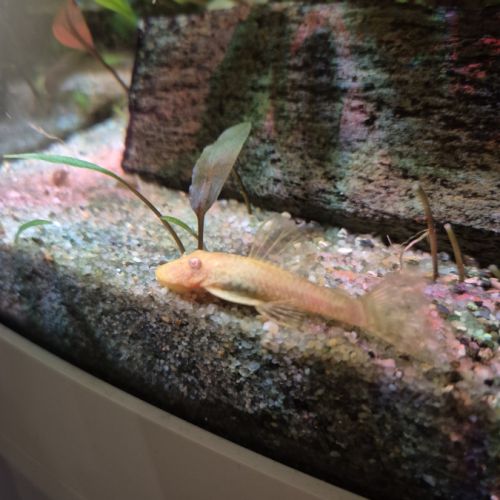 Ancistrus gold ou noir #3