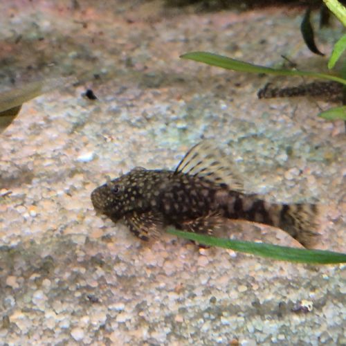 Ancistrus gold ou noir #4