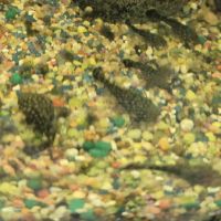 Ancistrus gold ou noir #1