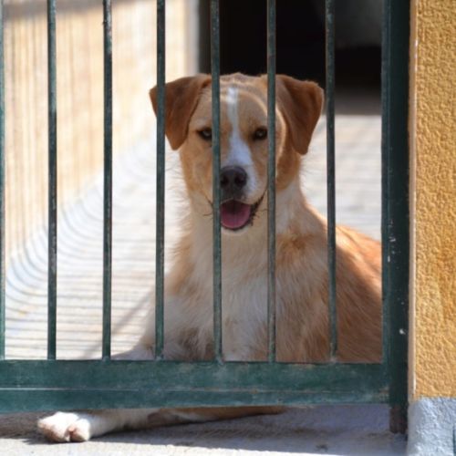 Oso, adorable chien joueur et affectueux #3