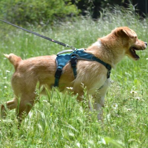 Oso, adorable chien joueur et affectueux #5