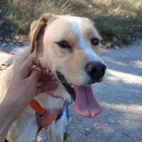 Oso, adorable chien joueur et affectueux #0