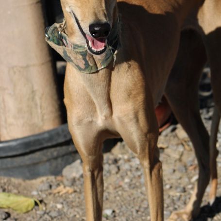 Mili, 5 ans superbe petite galga à adopter #1