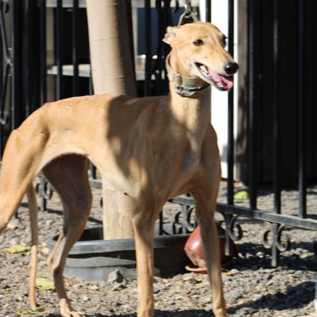 Mili, 5 ans superbe petite galga à adopter #0