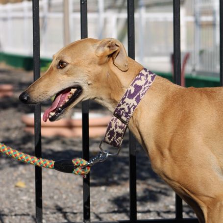 Mili, 5 ans superbe petite galga à adopter #4