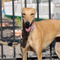 Mili, 5 ans superbe petite galga à adopter #3