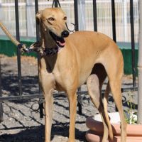 Mili, 5 ans superbe petite galga à adopter #5
