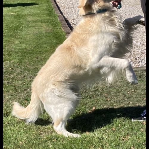 Chiot golden retriever #1