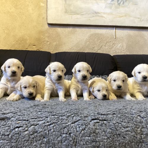 Chiot golden retriever #3