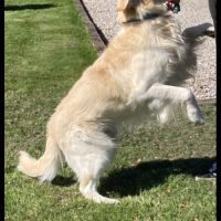 Chiot golden retriever #1