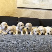 Chiot golden retriever