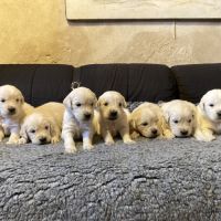 Chiot golden retriever #4