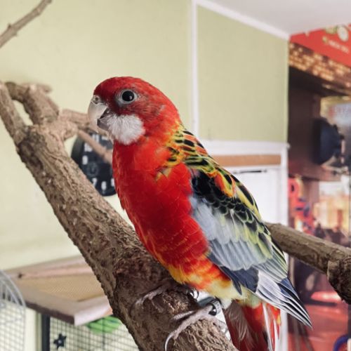 Perruche omnicolore eam #0