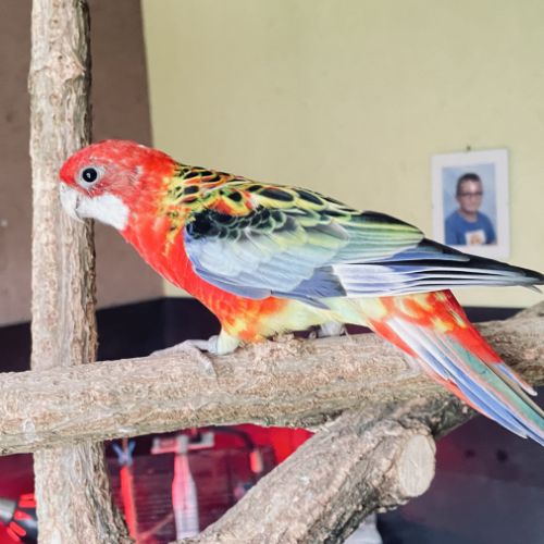 Perruche omnicolore eam #2