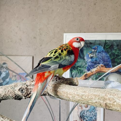 Perruche omnicolore eam #3