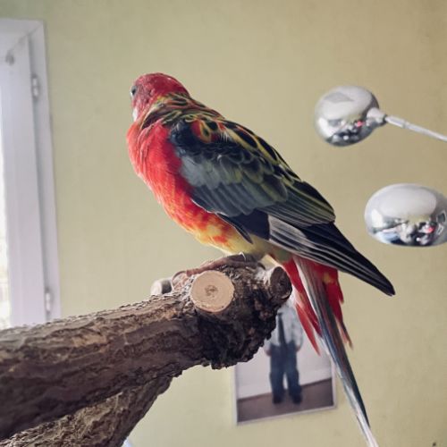 Perruche omnicolore eam #4