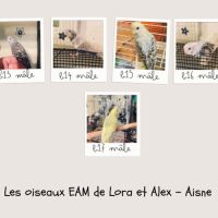 Mâle perruches ondulées eam 2025