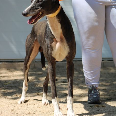 Versace 3 ans, le galgo parfait ! #1