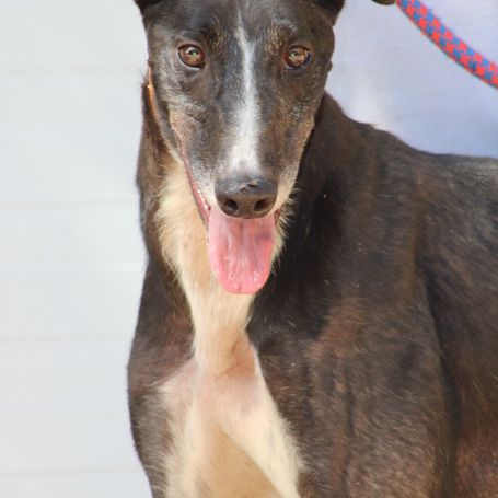 Versace 3 ans, le galgo parfait ! #2