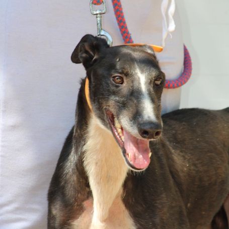 Versace 3 ans, le galgo parfait !