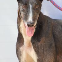 Versace 3 ans, le galgo parfait ! #2