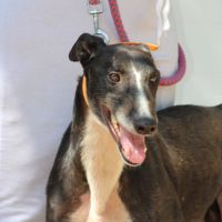 Versace 3 ans, le galgo parfait !