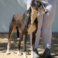 Versace 3 ans, le galgo parfait ! #5