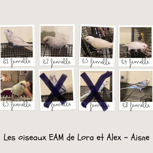 Femelle perruches ondulées eam