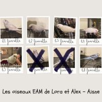 Femelle perruches ondulées eam