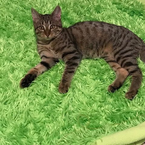 Agora-adorable chatonne