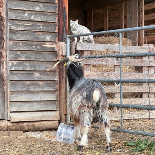 Bouc reproducteur de race #4