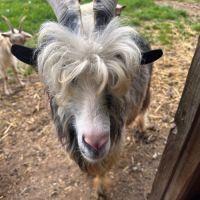 Bouc reproducteur de race #0