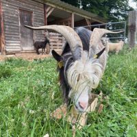 Bouc reproducteur de race #2