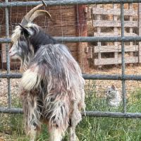 Bouc reproducteur de race #3