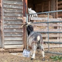 Bouc reproducteur de race #4