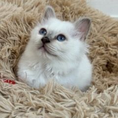 Chatons sacré de birmanie