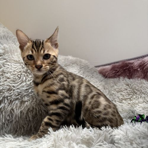 Chaton maine coon blanc #11