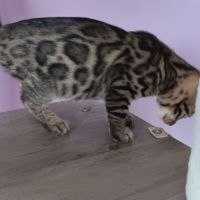 Chaton maine coon blanc #1