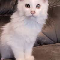 Chaton maine coon blanc #2