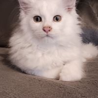 Chaton maine coon blanc #3