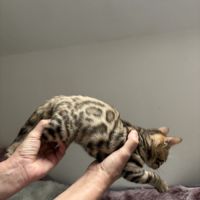 Chaton maine coon blanc #9