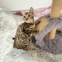 Chaton maine coon blanc #10