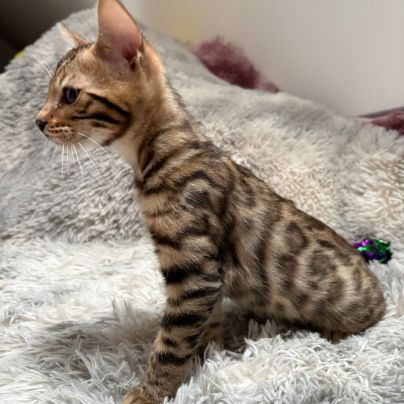 Chaton bengal