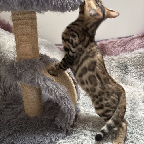 Chaton bengal #8