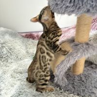 Chaton bengal #9